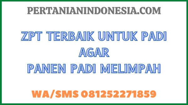 ZPT Terbaik Untuk Padi Agar Panen Padi Melimpah